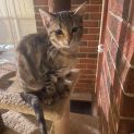 Photo of Nova