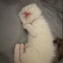 Photo of Cappuccino