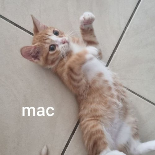 Mac