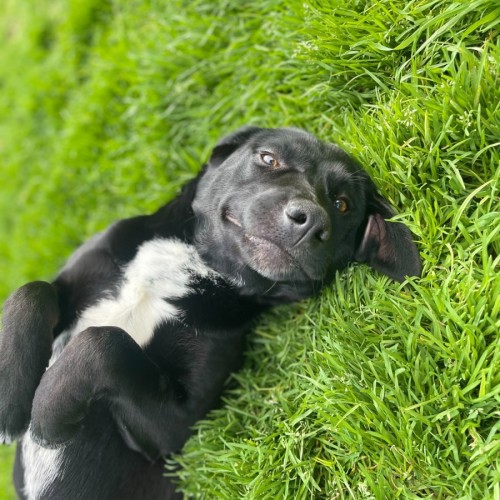 Sooty