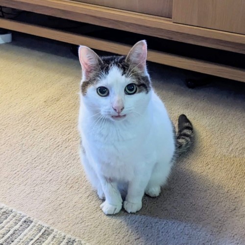 Merlin - Located in Wallan