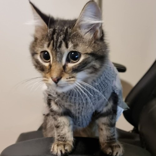 Aki**2nd chance cat rescue**