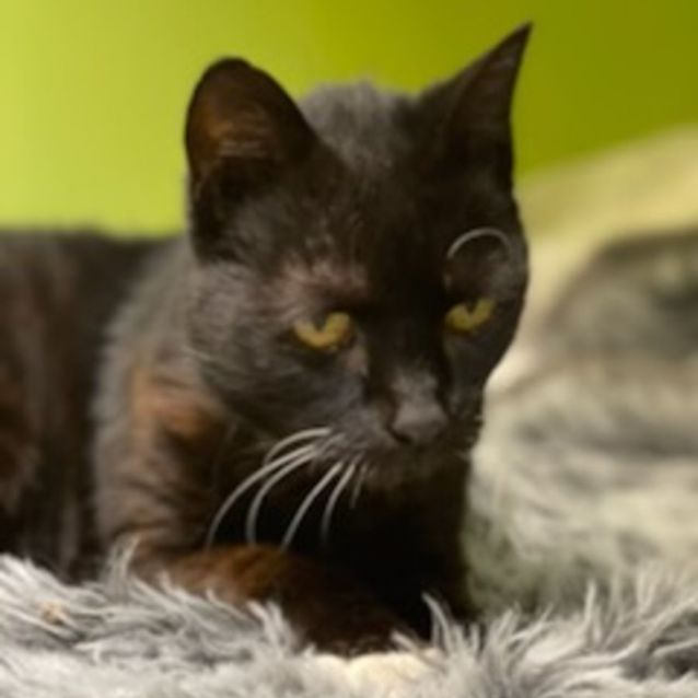 Photo of Edna ^^Dandy Cat Rescue^^