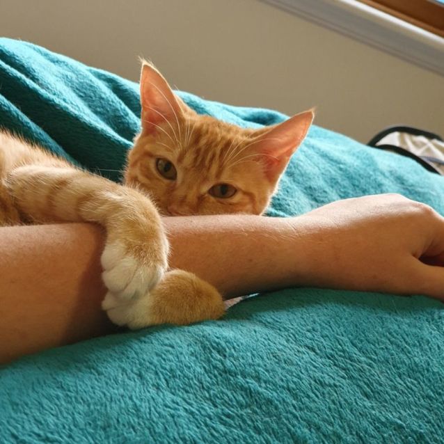 Photo of Shelby ^^Dandy Cat Rescue^^