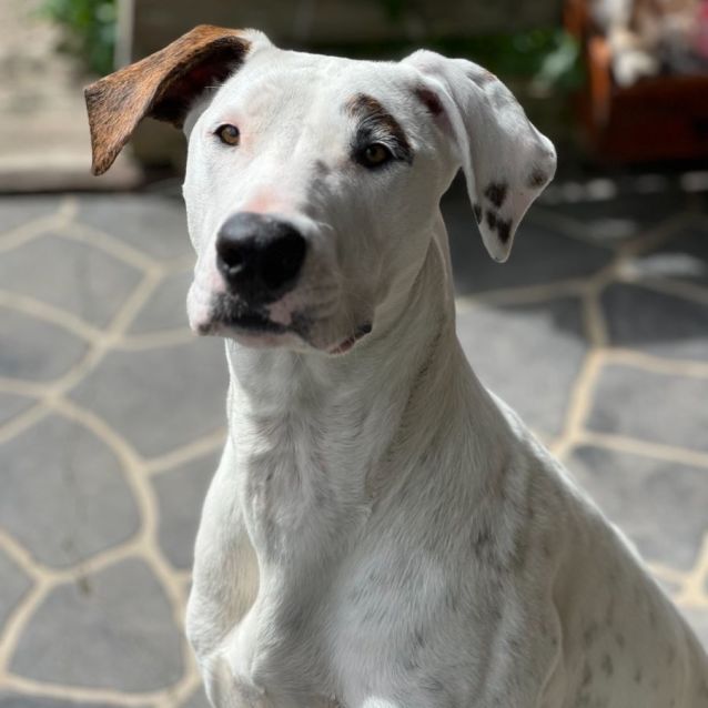 Spotty Bear Large Female Bull Arab x Great Dane Mix Dog in VIC