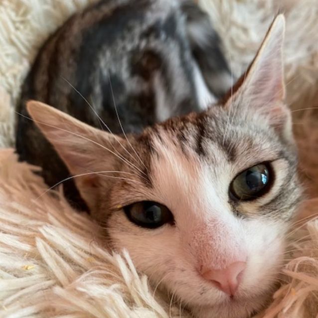 Photo of Nickle