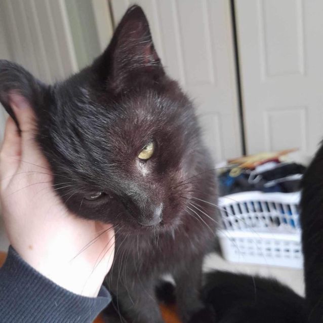 Photo of Panther