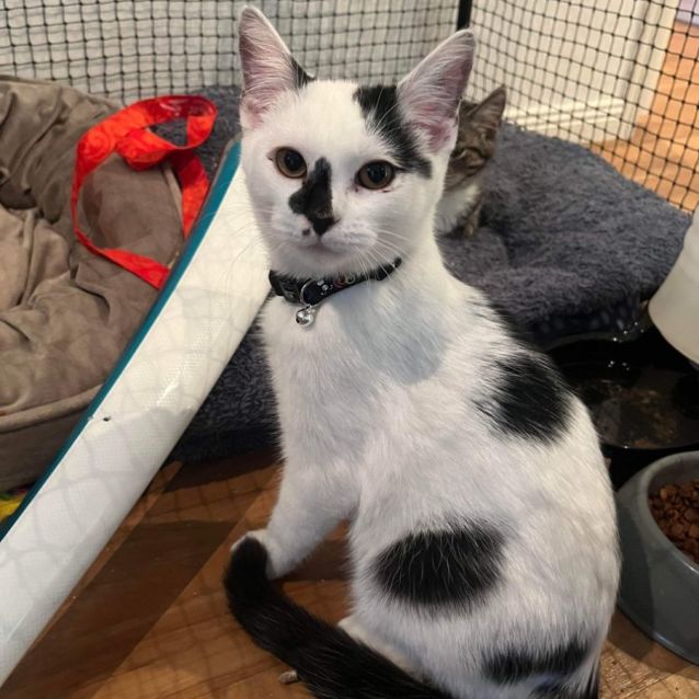 Photo of Hero **2nd Chance Cat Rescue**