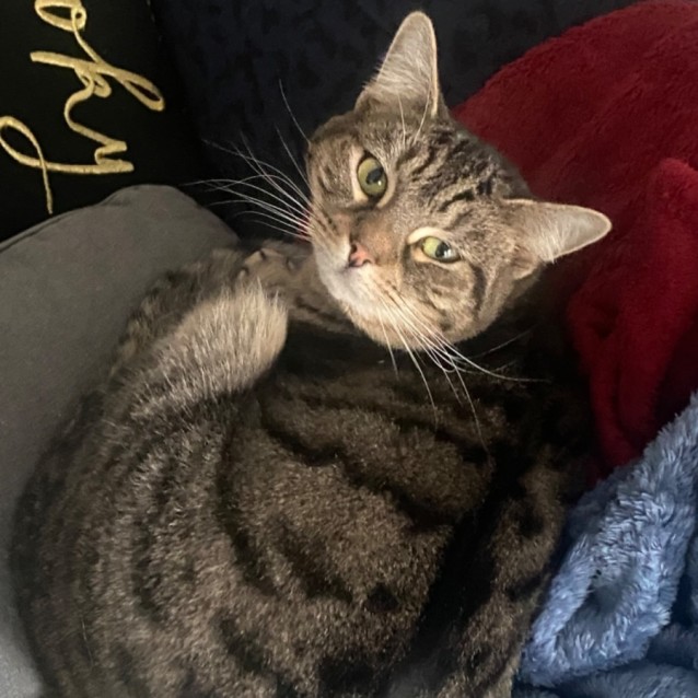 Photo of Nikita ** 2nd Chance Cat Rescue **