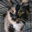 Photo of Molly