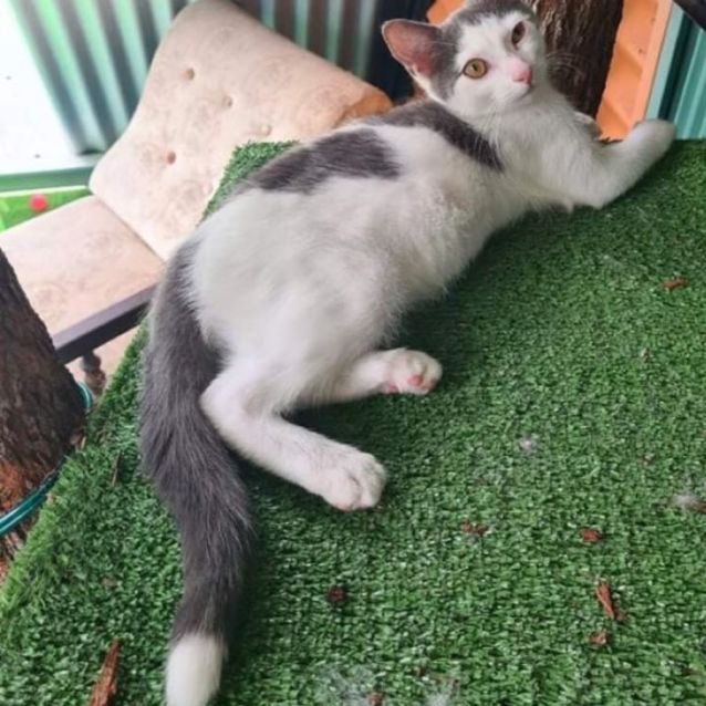 Photo of Leo