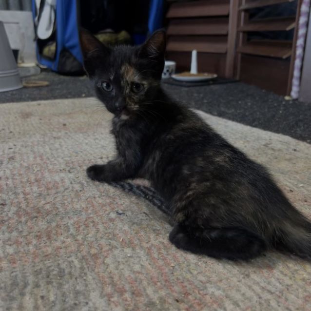 Photo of Peridot ** 2nd Chance Cat Rescue**