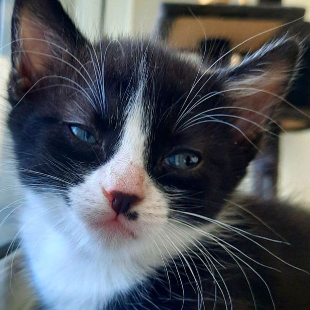 Photo of C1274 Wombat