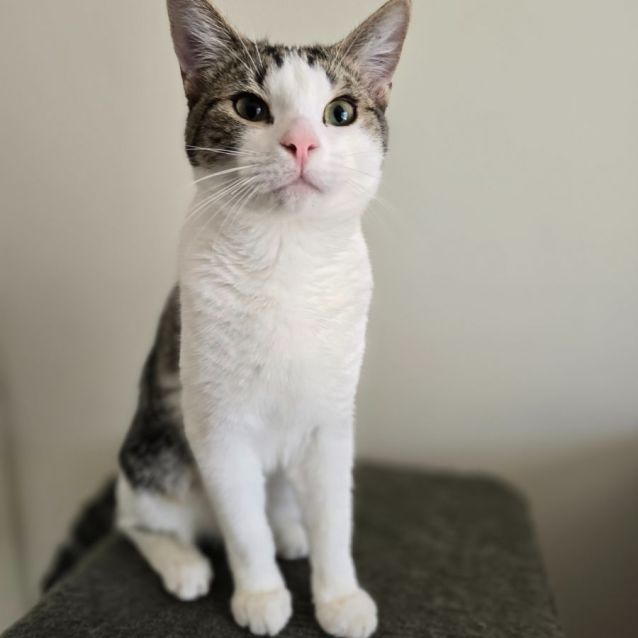 Photo of Snorlax (Located In Wantirna South)