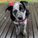 Photo of Tuli