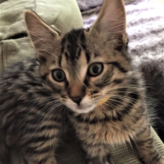 Photo of Kirby ^^Dandy Cat Rescue^^