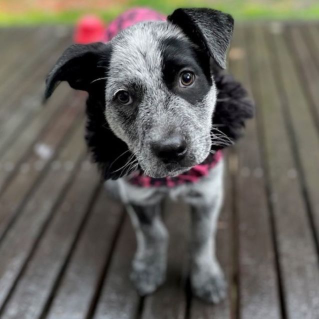 Photo of Tuli