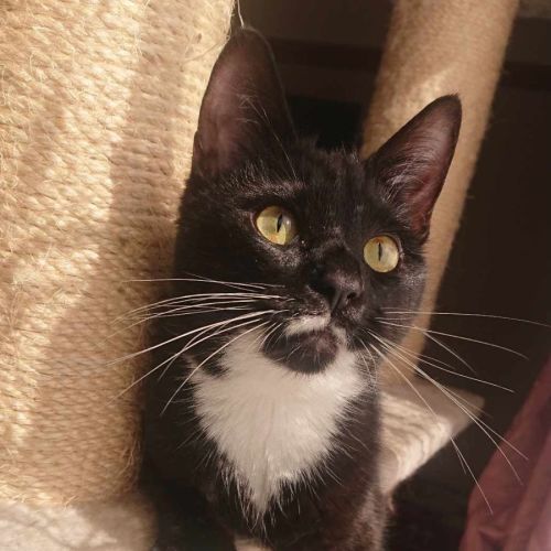 Wendy **2nd Chance Cat Rescue**