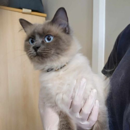 Suki
