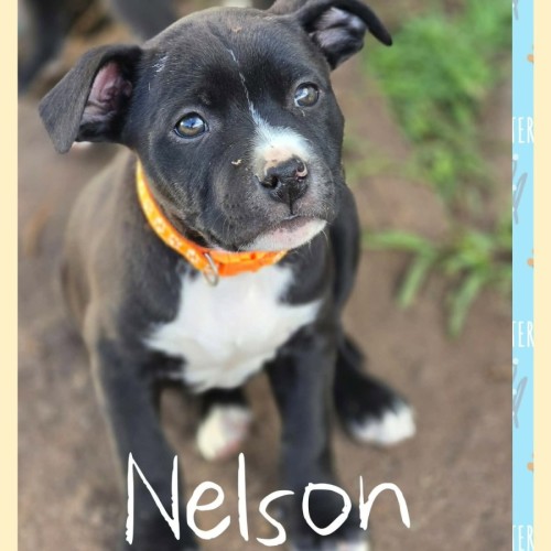 Nelson