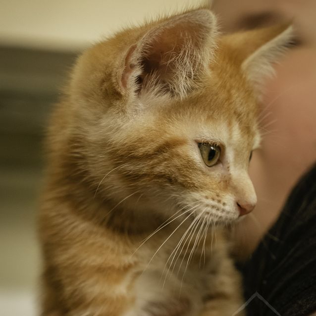 Photo of Sherbie ~ 8 W/O Kitten (On Trial 24/1/21)