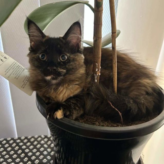 Photo of Chino (Located In Rowville)