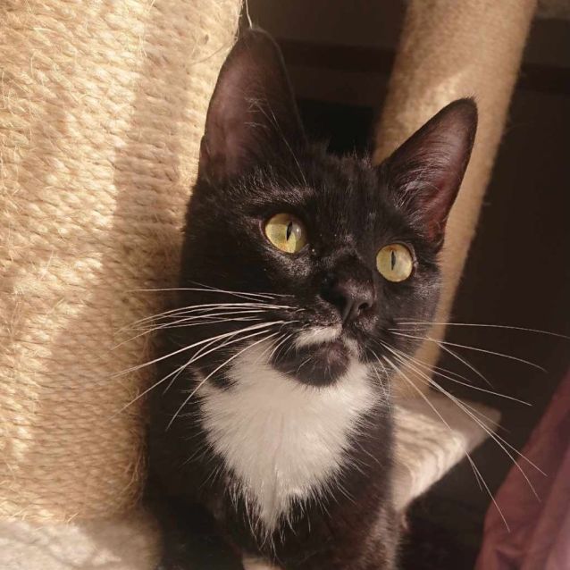 Photo of Wendy **2nd Chance Cat Rescue**