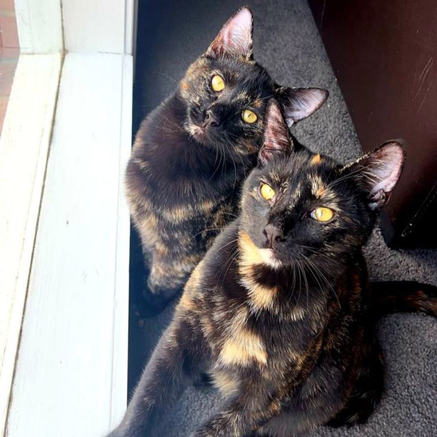 Photo of Annii & Daisey 🌺🌼