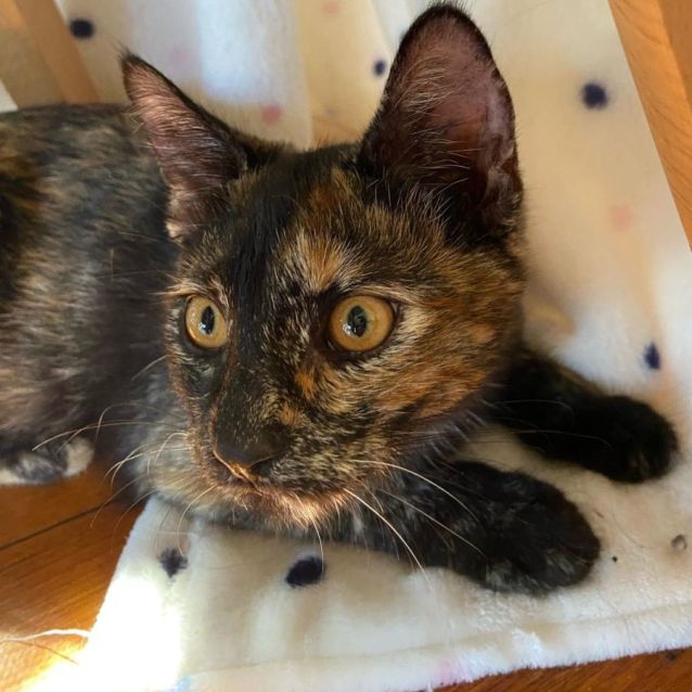 Photo of Raine ^^Dandy Cat Rescue^^