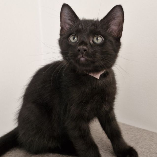 Photo of C1306 Noodle 