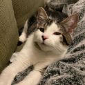 Photo of Nancy ^Dandy Cat Rescue^