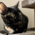 Photo of Stella