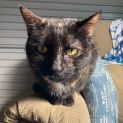 Photo of Stella