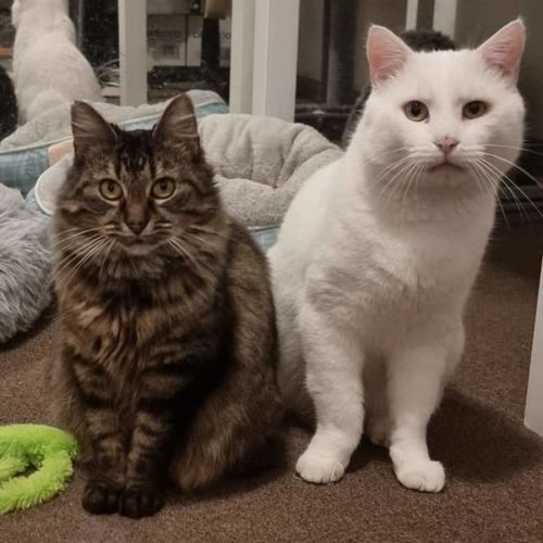 No photo for Angelo & Mist💜💙