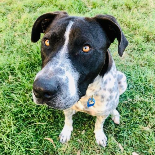 Blake *$150 Adoption Fee*