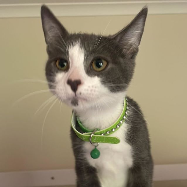 Photo of Obi (Green Collar)