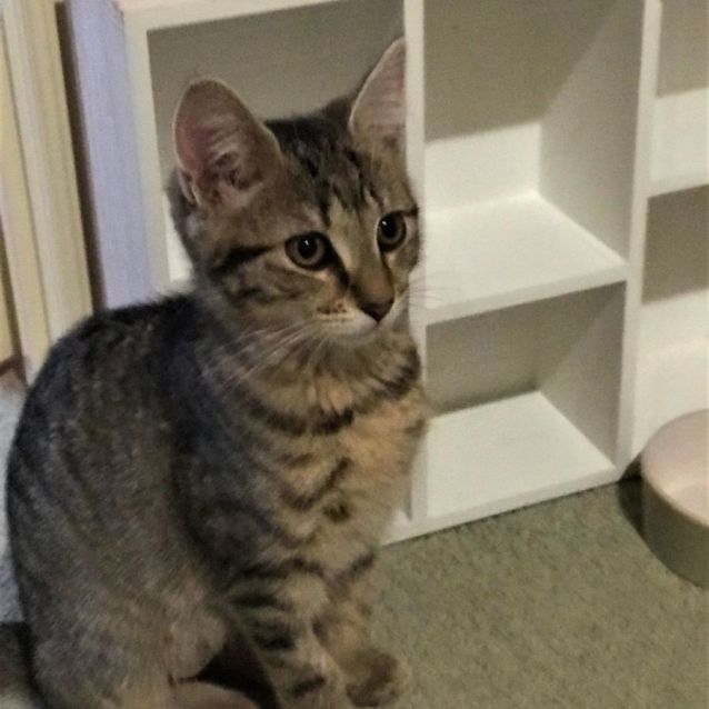 Photo of Marceline ^^Dandy Cat Rescue^^