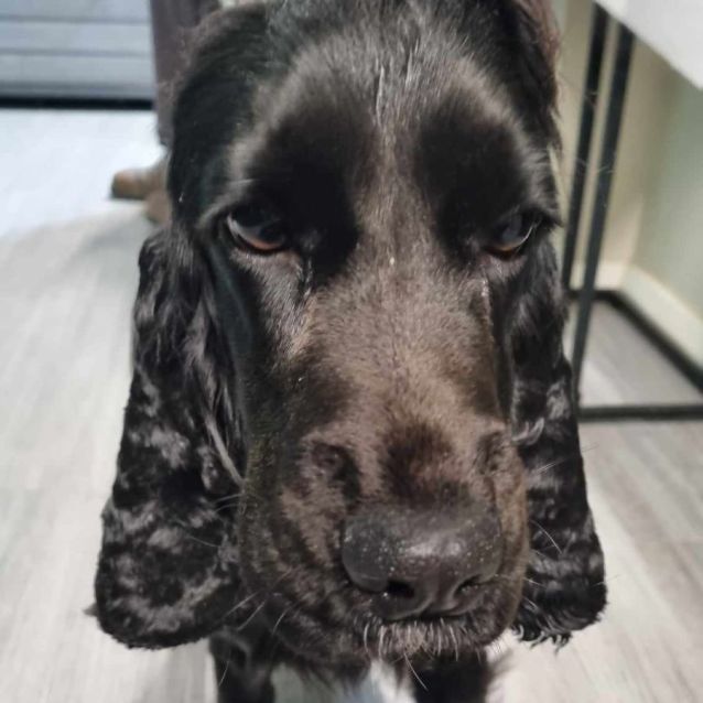 Photo of Ebony