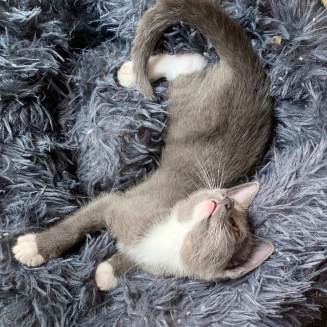 Photo of Portia 🐾🩷🩷🐾