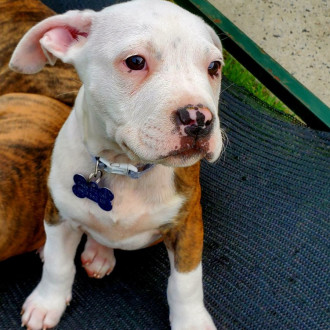 Medium Male Staffordshire Bull Terrier Mix Dog