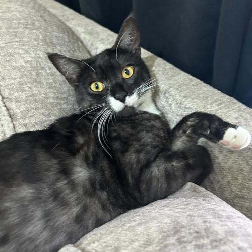 Mittens