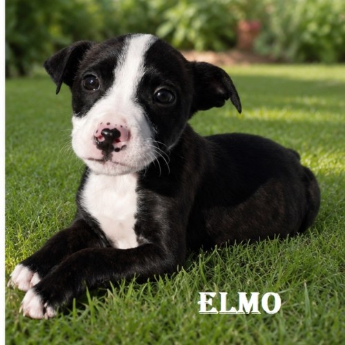 Elmo