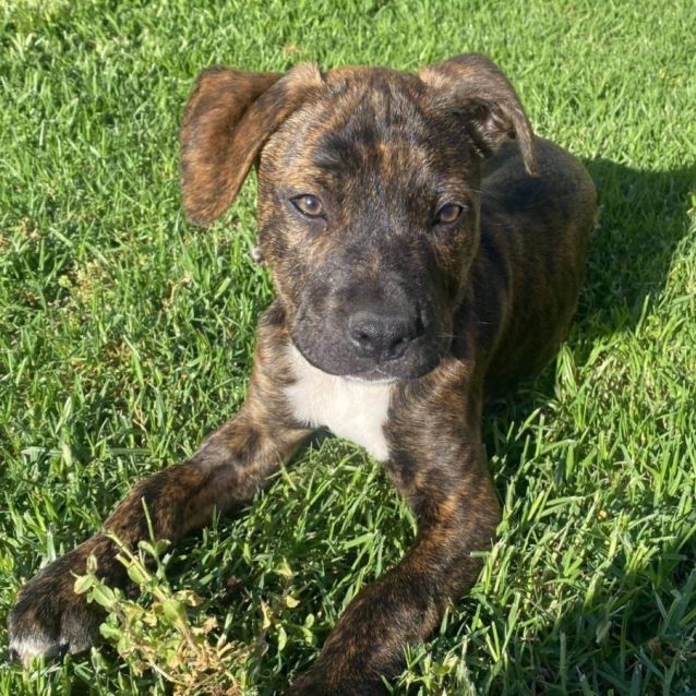 Photo of Zepher 🎾