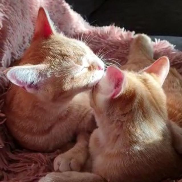 Photo of Meridah & Morris ^^Dandy Cat Rescue^^