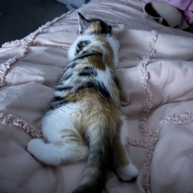 Photo of Maple