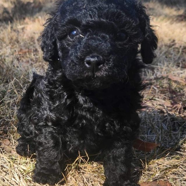 Bichon frise x miniature poodle hotsell