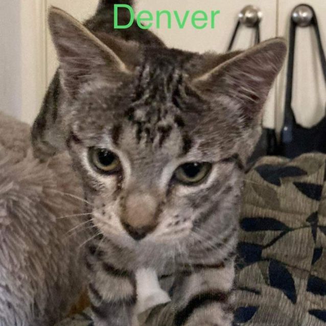 Photo of Denver