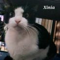 Photo of Xinia