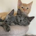 Photo of Soot