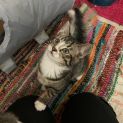 Photo of Pongo